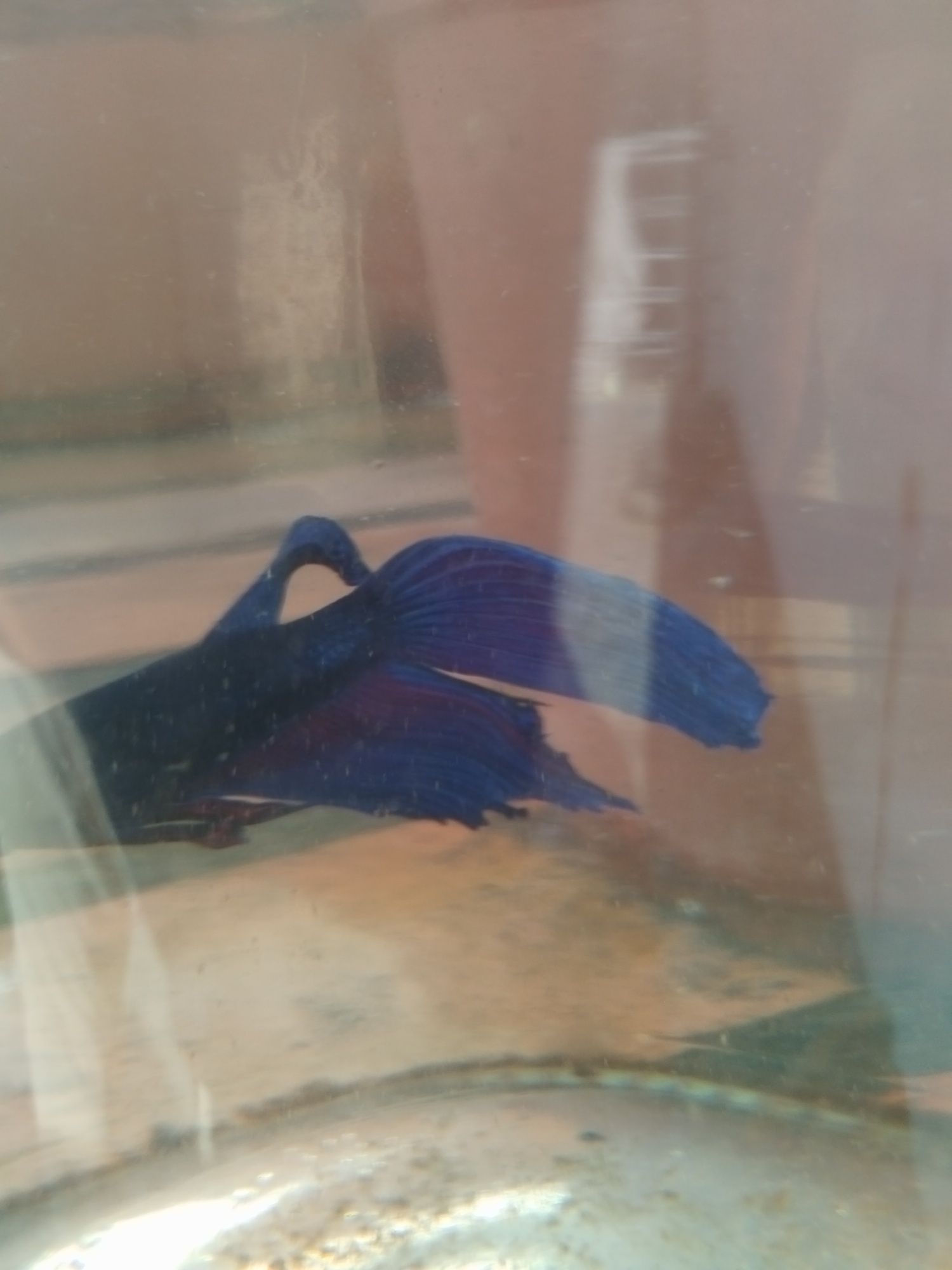 Betta splendens macho