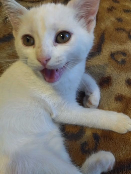 Шотландські кошенята