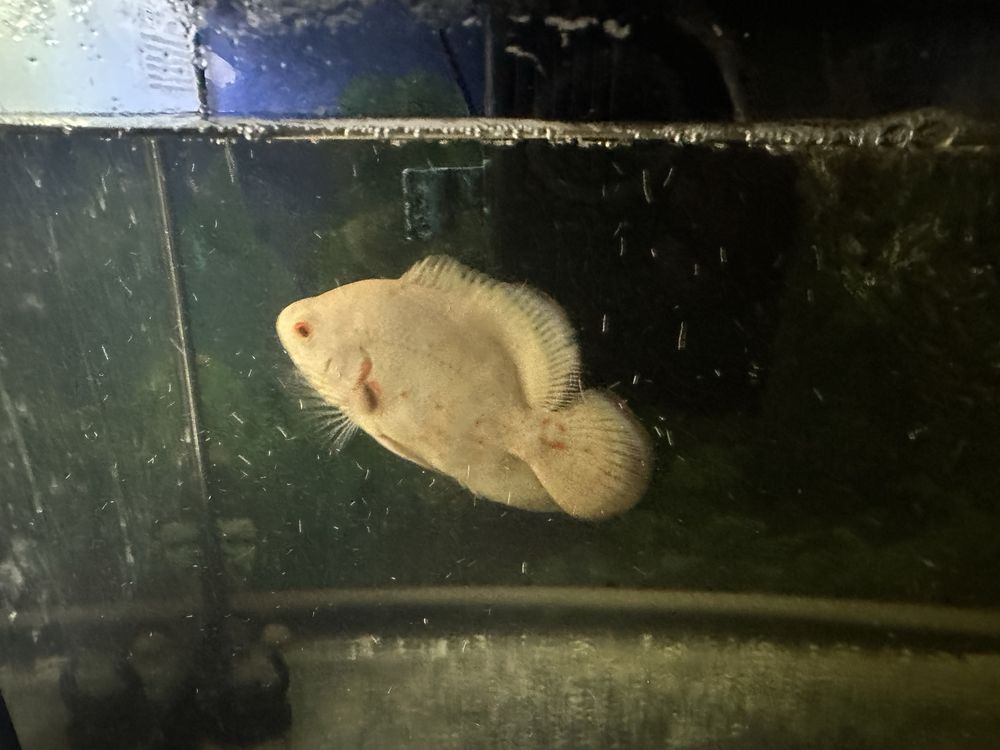 Oscar tigre albino