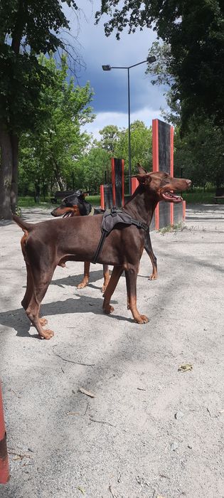 Щенок добермана девочка