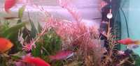 Roślina akwariowa rotara czerwona od 50 70 cm długości