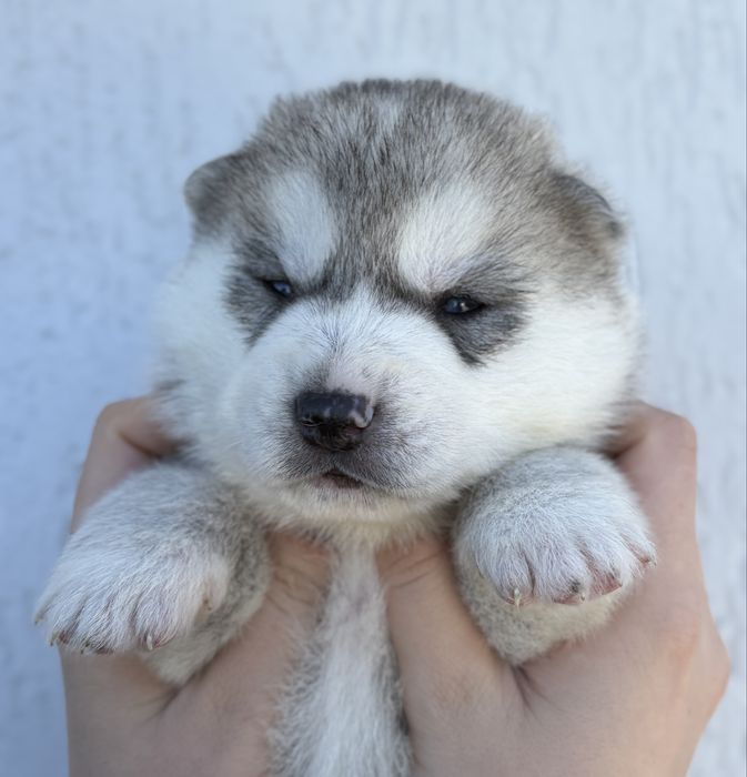 Siberian Husky szczenię , piesek niebiesooki ZKwP/FCI duża wyprawka