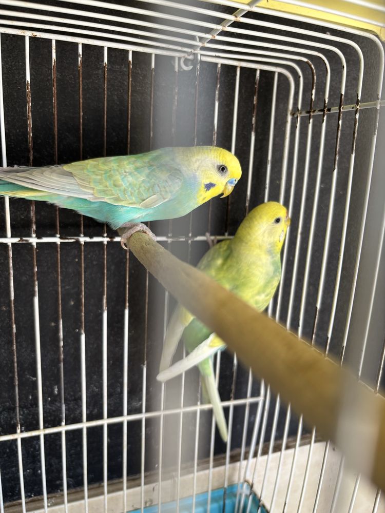 Cedo varias aves
