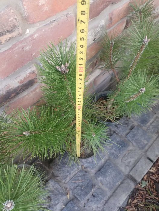 Сосна Кримська, чорна Австрійська, гірська та інші