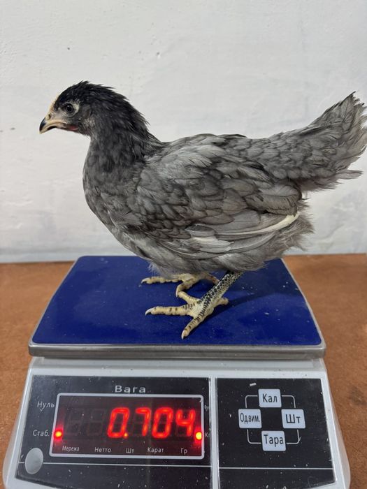 Продаю кури,курчата,індики,гуси,качки