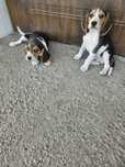 Beagle z Rodowodem do odbioru
