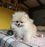 Szpic miniaturowy pomeranian