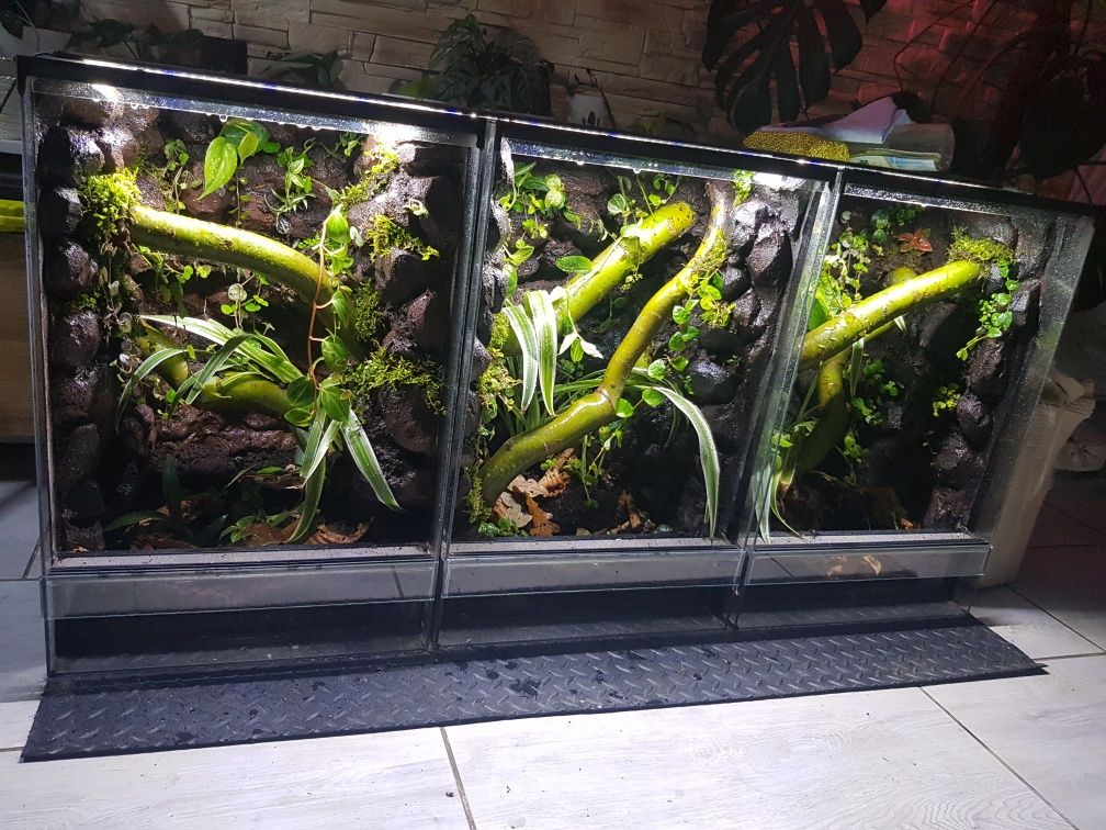 Terrarium tropikalne paludarium vivarium gekon