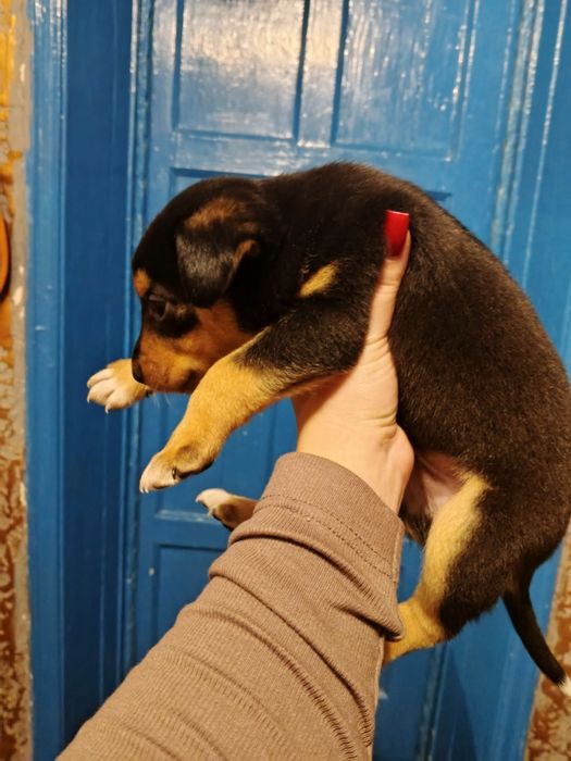 Віддам в хороші руки