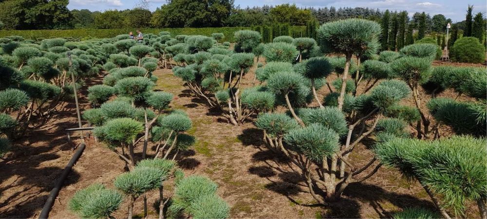 Bonsai-Niwaki formowane sosna cis jałowiec. Laurowiśnia jodła szmaragd