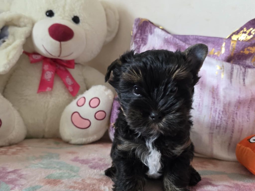 Piesek Yorkshire Terrier Black and Tan