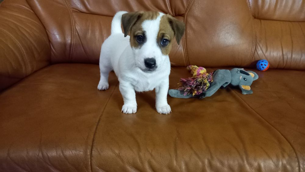 Piesek Jack russell terrier po rodzicach FCI