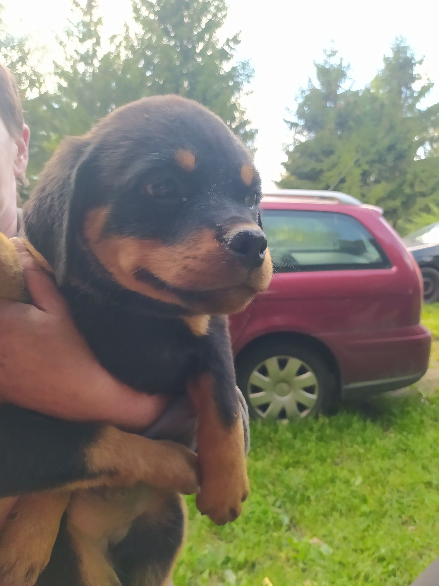 Rottweiler śliczne szczenię FCI