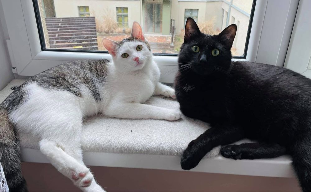 Franek i Morty - oddam w dobre rece