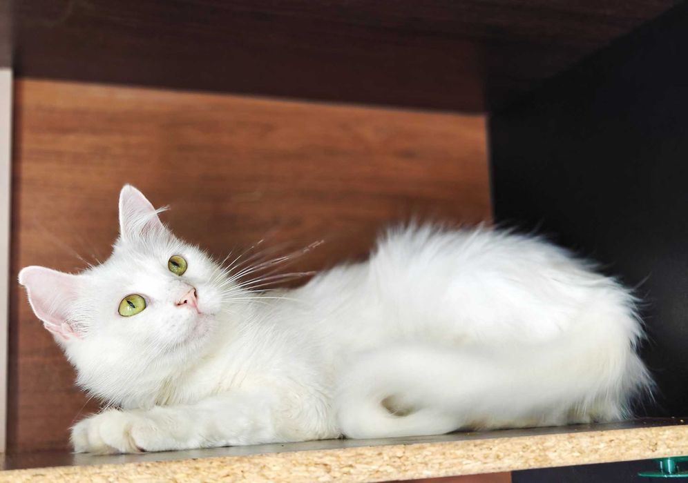 Ніжна чарівна дівчинка кішечка Софочка, чекає 1 рік кішка