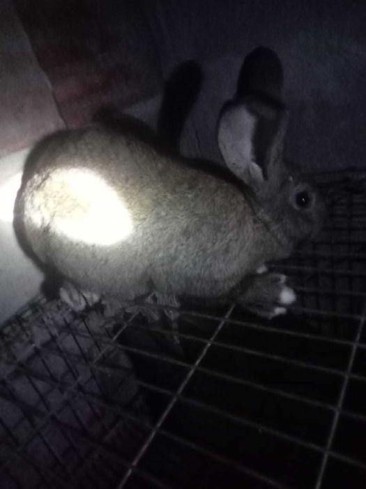 Conitas grandes e gordinhos