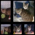 Koteczki do adopcji
