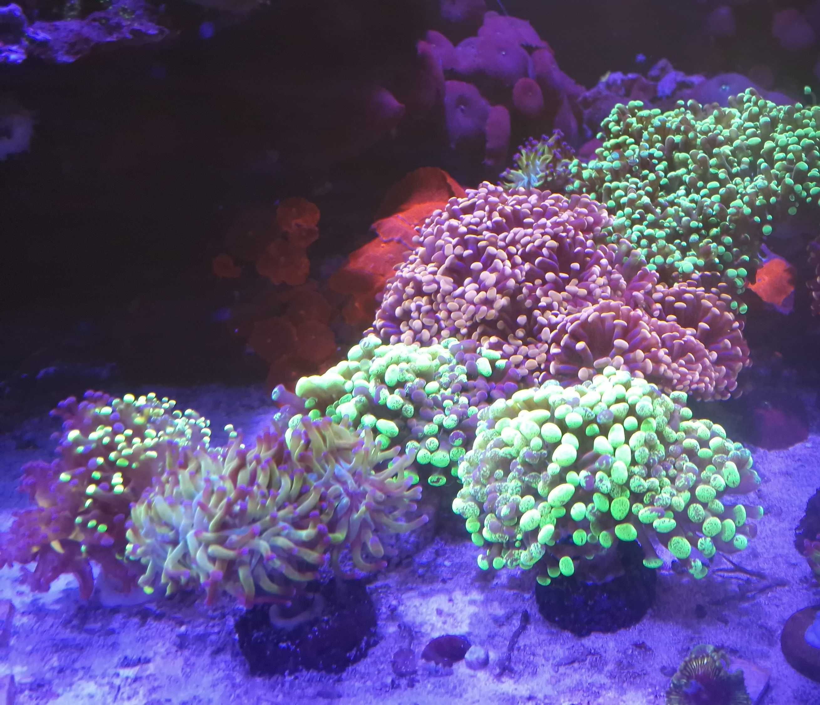 Euphyllia paraancora duże - 10+ główek akwarium morskie likwidacja