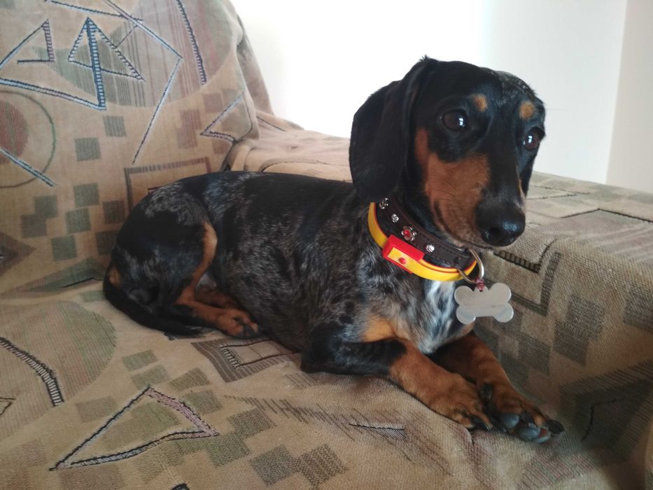 Перетримка тварин