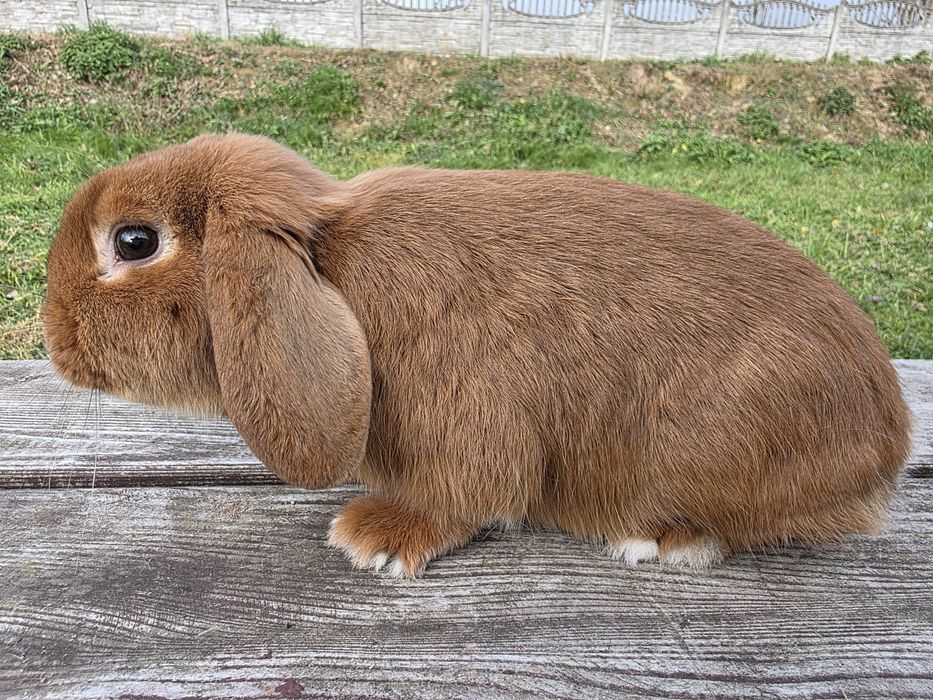 Mini lop  , karzełek Baran  żółty i czerwony