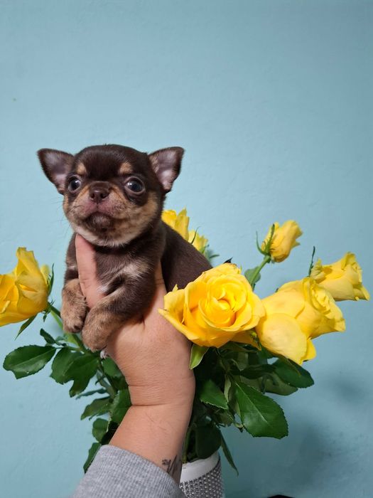 Chihuahua mini czekoladowy z rodowodem