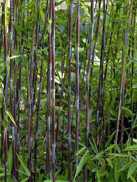 Black Pearl, Bambus mrozoodporny, Fargesia nitida