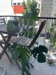 Monstera Deliciosa – planta tropical popular