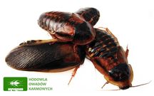 Karaczany dubia 3-4 cm - 100 szt.