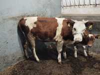 Jałówka siemntal 245kg