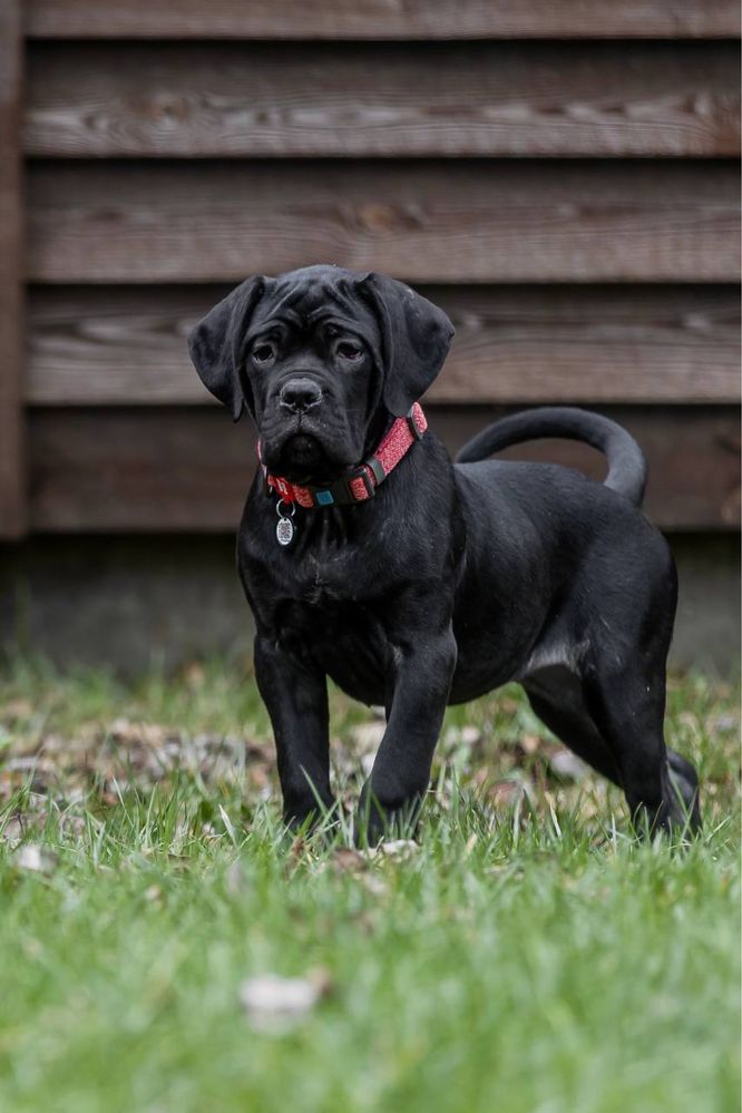 Девочка Кане Корсо (Cane Corso Italiano) шоу класс
