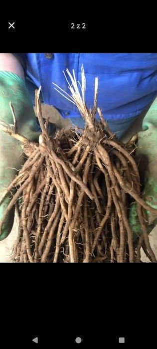 Karpy szparaga z certyfikatem jakości