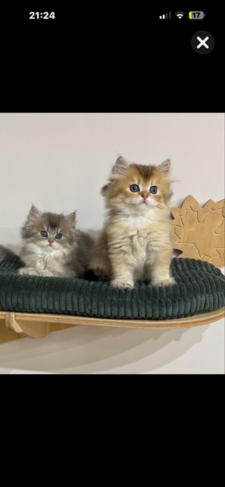 Kot kocur brytyjski długowłosy prawdziwy rodowód FIFe FPL GWARANCJA