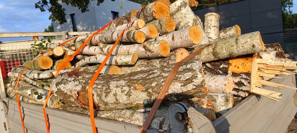 Brzoza drzewo drewno opałowe