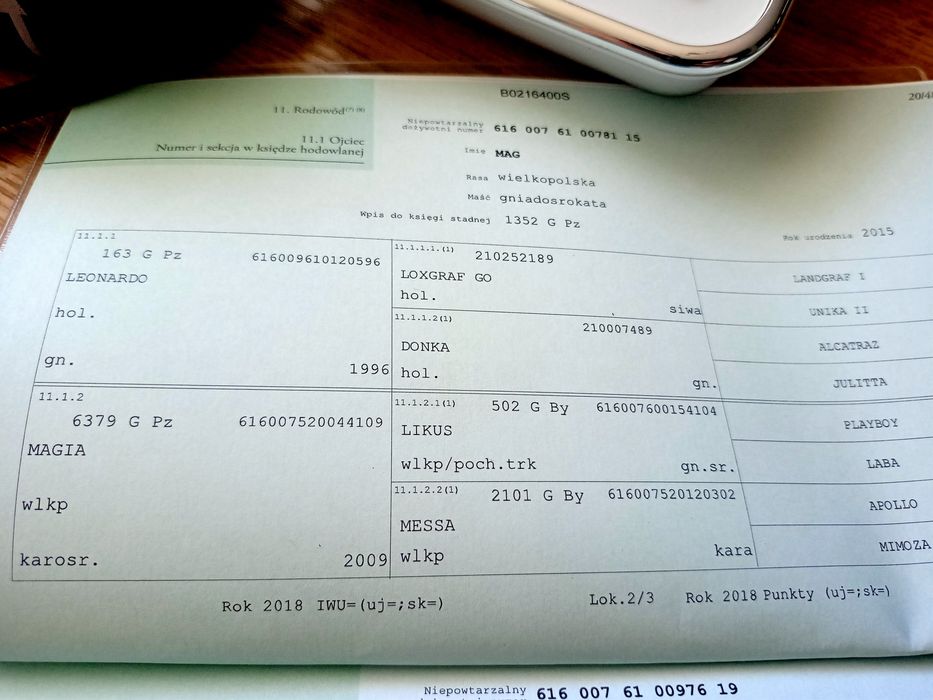 Klacz wielkopolska odsadek