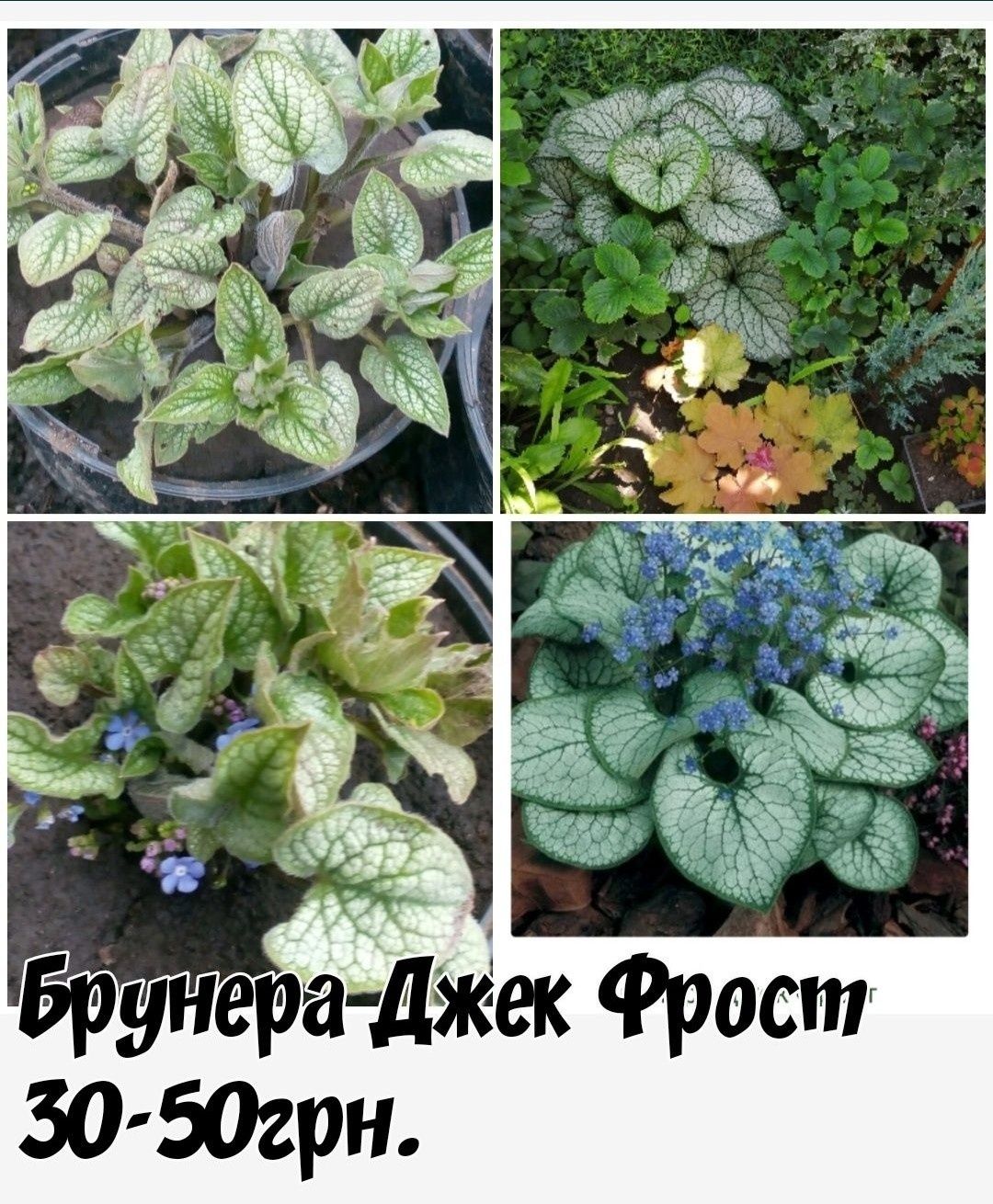 Хризантемы,Барвинок 5 сортов,Брунера,физостегия,плющи 7 сортов и много