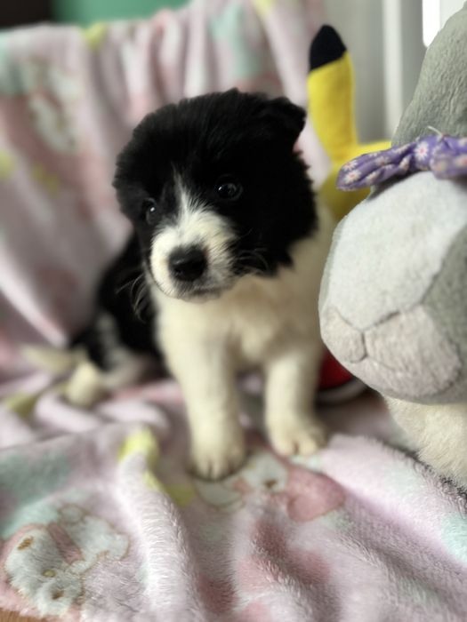Border Collie- suczka