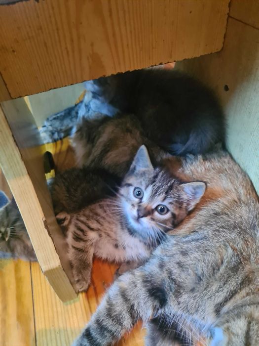 Кошенята безкоштовно