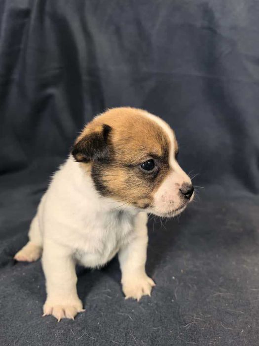 Jack Russell Terrier
