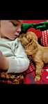 Cavalier King Charles Spaniel Ruby rudy rubin Sunia