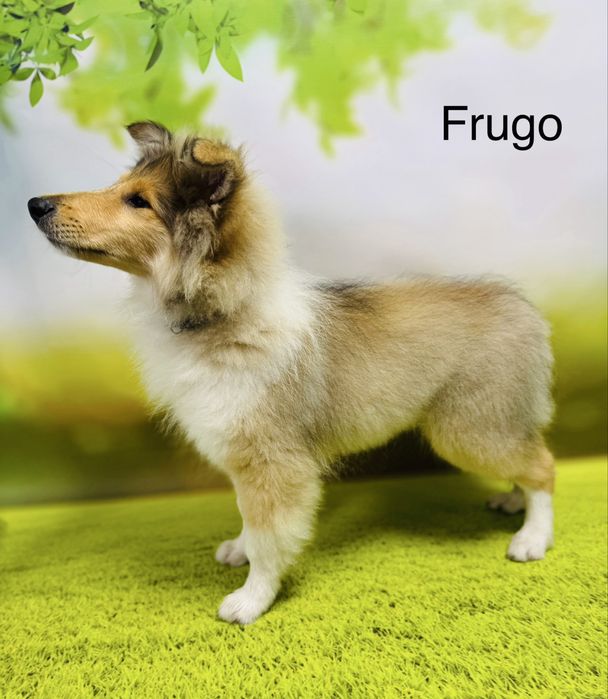 Owczarek szkocki collie FCI