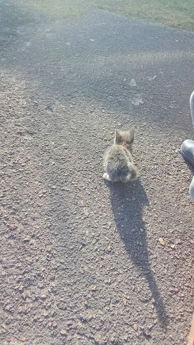 Кошенята, дві кицьки шукають господарів