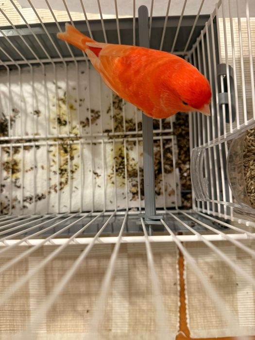 Canários Vermelho Lipocrómico