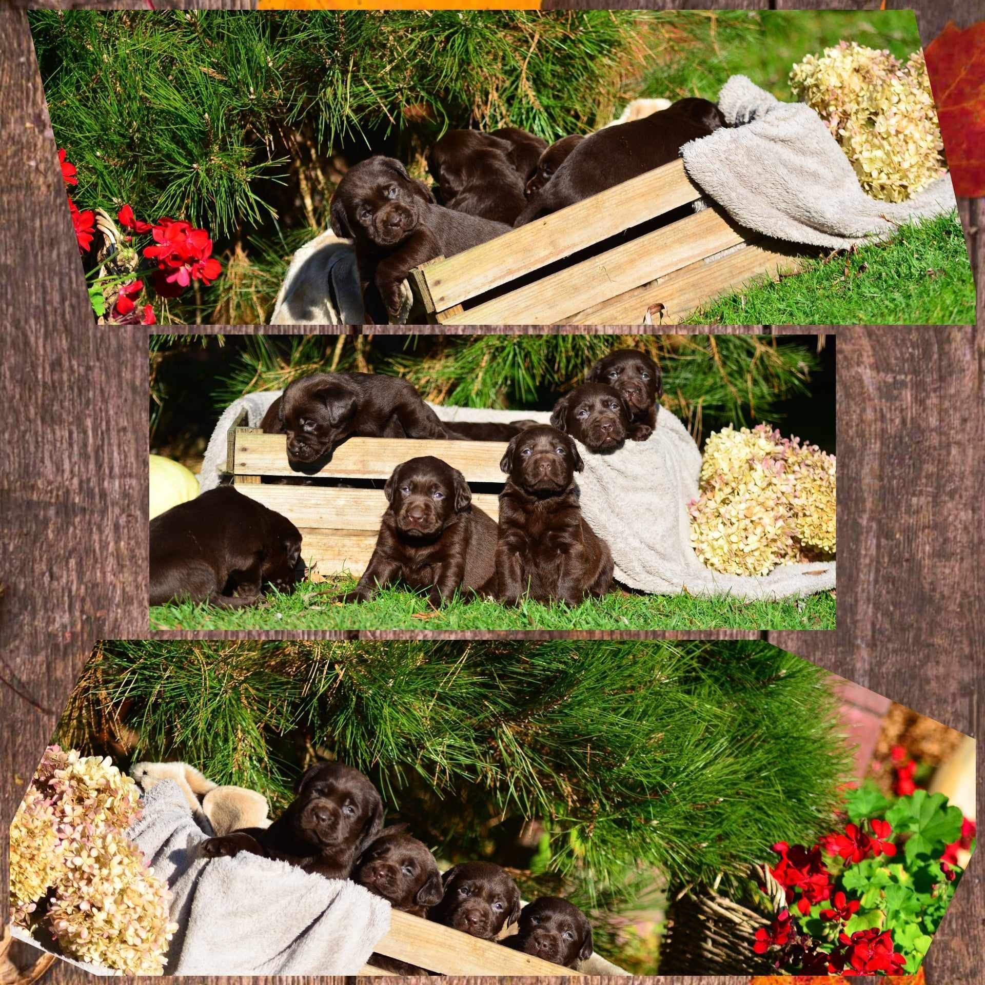 Labrador retriever FCI