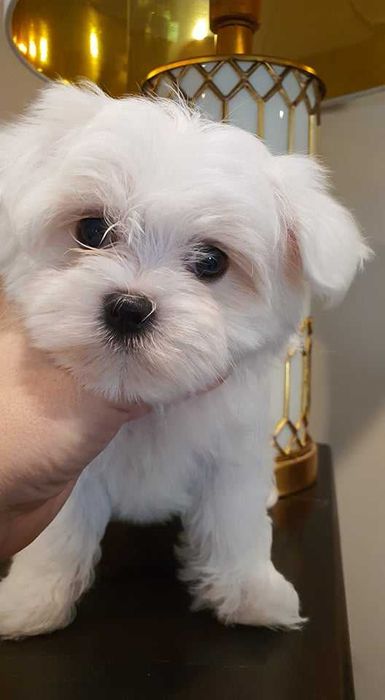 Maltańczyk Piesek**Mini** do odboru.