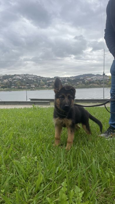 Pastor Alemão Macho
