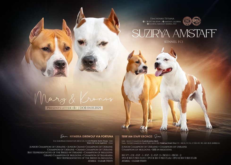 Розкішна дівчинка амстафф з офіційного розплідника