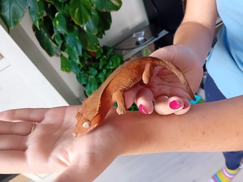 Gekon orzesiony samiczka RED