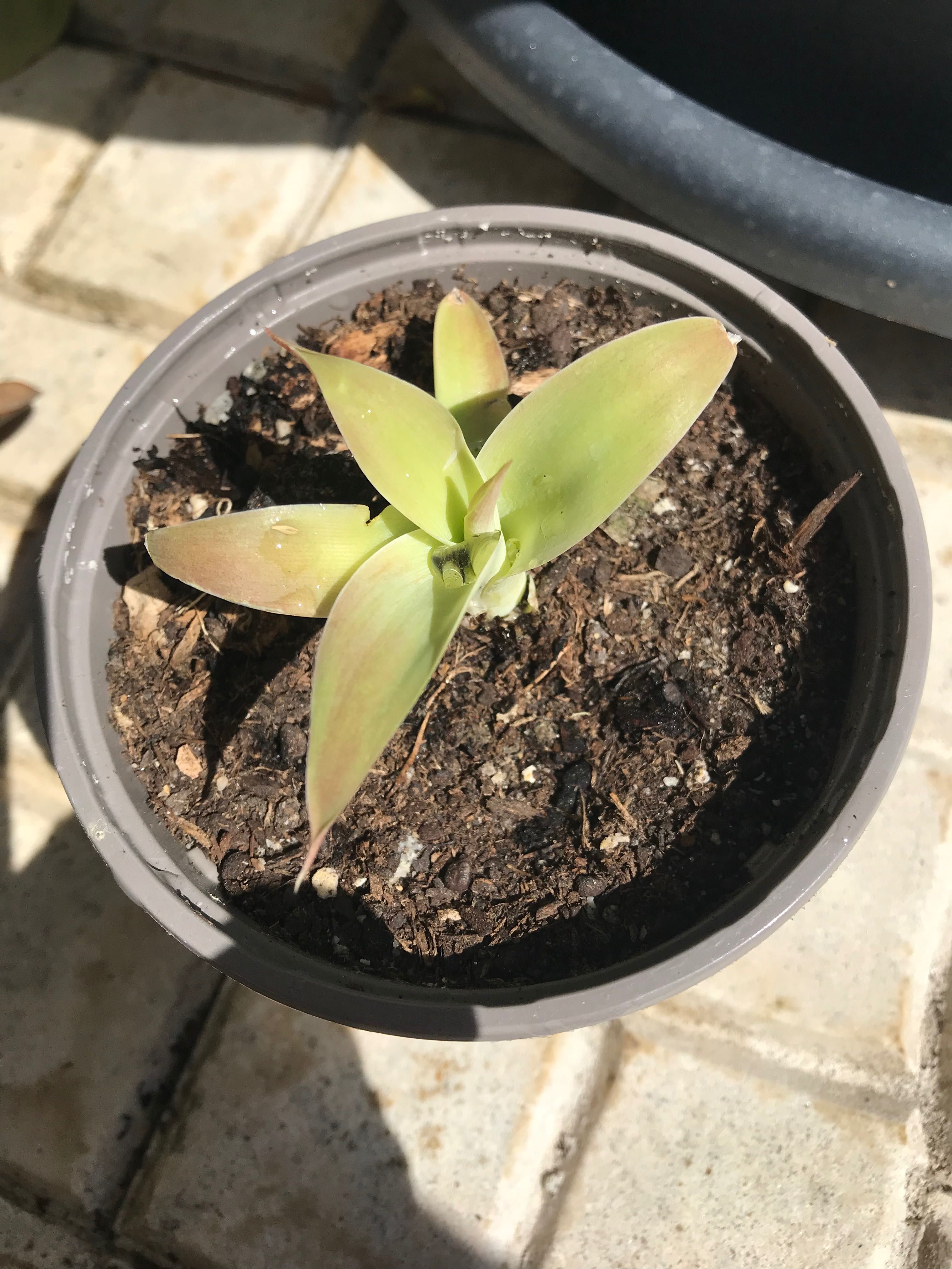 Agave dragão pequena