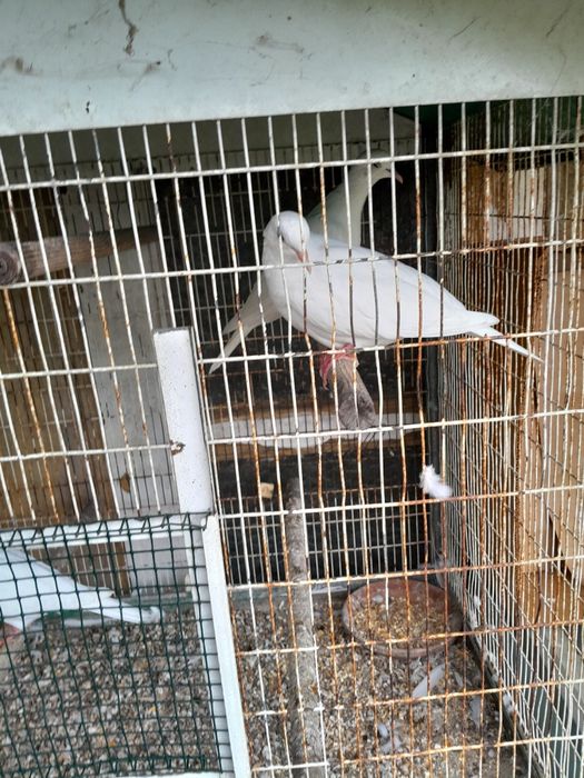 Rolas brancas machos