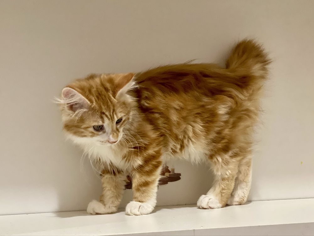 Котята Курильского бобтейла